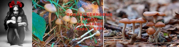 хмурый Белокуриха